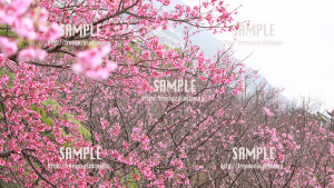 【名護城公園】名護桜祭り 写真素材