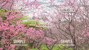 【名護桜まつり】満開の桜 写真素材