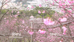 【名護桜まつり】高台からの景色 写真素材