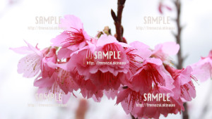 【名護桜まつり】ピンクに染まるヒカンザクラ 写真素材