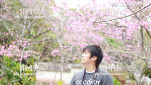 【名護城公園】桜祭り 写真素材