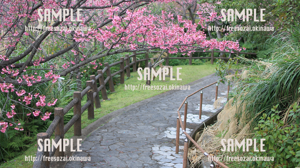 名護桜まつりの桜と階段
